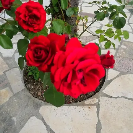 Branka Apartmán Ika