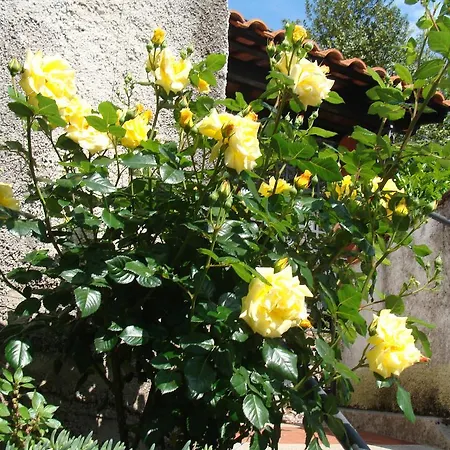 Branka Appartement