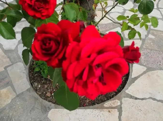 Branka 公寓 伊卡