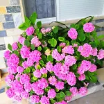 דירה Branka *