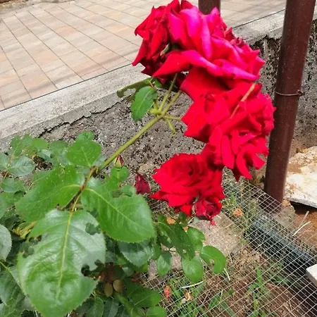 Branka Apartman